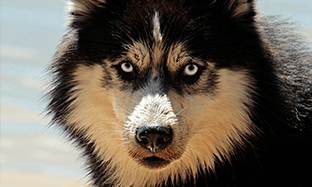 ¿Por Qué Se Caerá Tanto el Pelo de Mi Perro? Causas y Soluciones para un Pelaje Saludable ¿Por Qué Se Caerá Tanto el Pelo de Mi Perro? Causas y Soluciones para un Pelaje Saludable